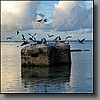 This WWII pill box seems to be a popular perch for these white-capped noddy terns.