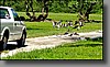 Clint drives through a flock of pigeons