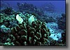 A pair of ornate butterflyfish feast on algae clinging to this piece of coral