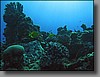 A pair of yellow tangs can be seen in the center of this photograph.