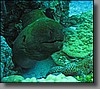 The closer I got to this giant moray, the farther out of his hole he got.  I quickly retreated after taking a few photographs.
