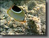 Saddled butterflyfish