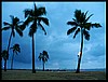 Hilton Hawaiin Village - 1